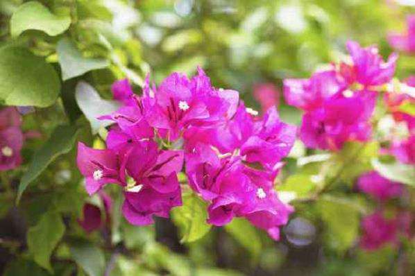 三角梅怎么扦插促生根的4个方法