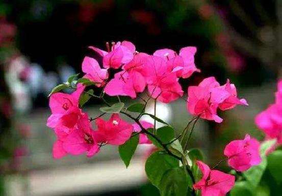 三角梅怎么扦插促生根的4个方法