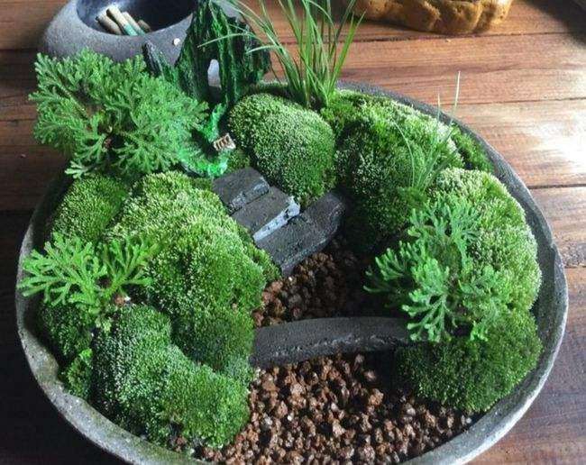 苔鲜怎么运用于园林景观 家庭园艺