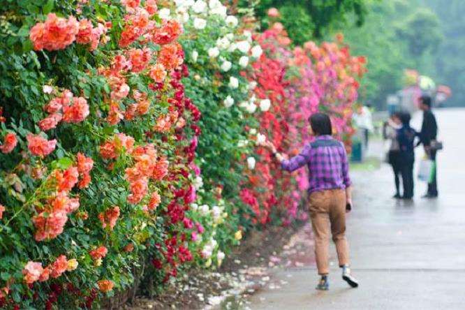 现代城市呼唤持久繁荣的花市