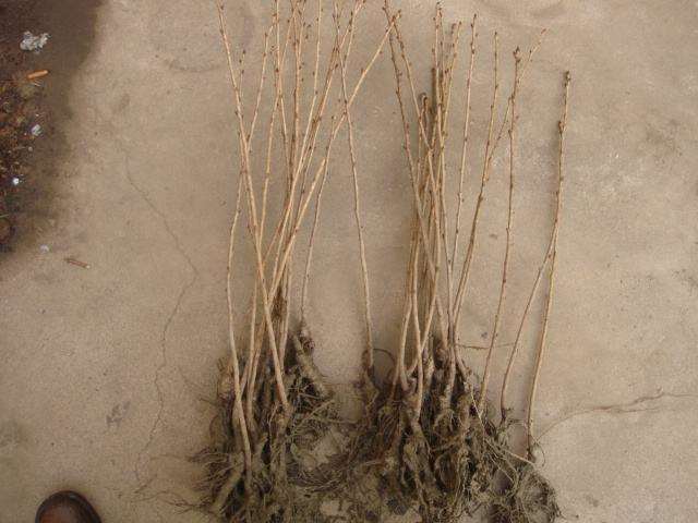 山东泰安樱花小苗价格上涨