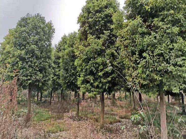 河北保定苗木销量下滑6成