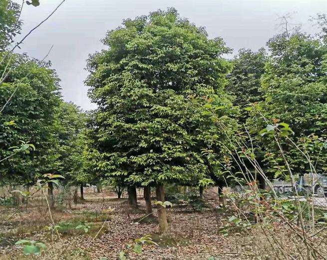 江苏夏溪乔木销量有所下滑