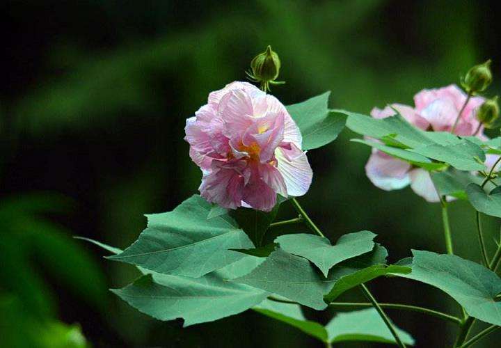 成都已连续举办了37届木芙蓉花展