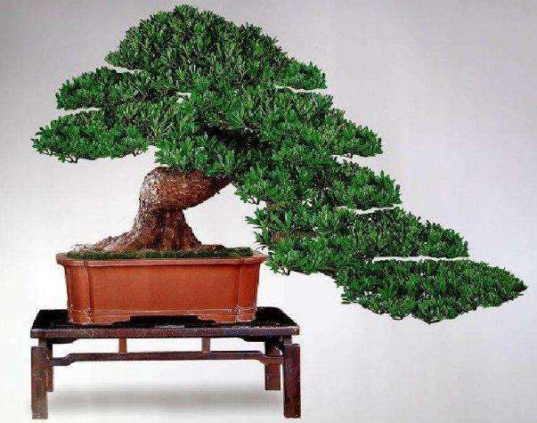 2020年北海罗汉松盆景销售额达3亿元