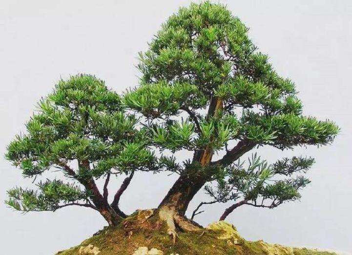 北海市罗汉松盆景专业种植