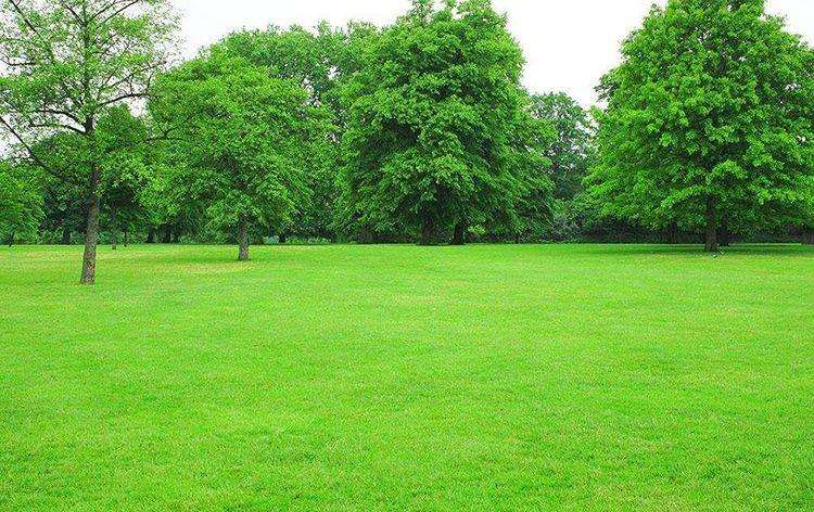 防控草坪褐斑病的日常养护措施如下