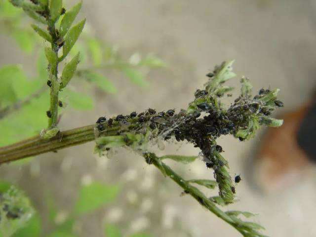 栾蚜这么长效解决的3个办法