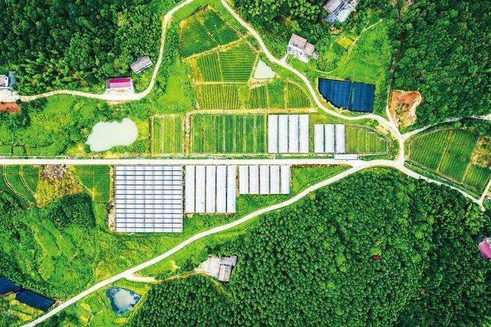 苗木产业品质时代已经到来 行业正在洗牌2