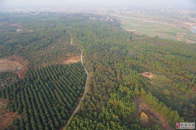 苗木产业品质时代已经到来 行业正在洗牌