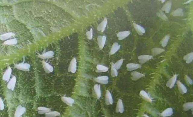 粉虱 蛤壳虫等刺吸式害虫难以防治的3个原因