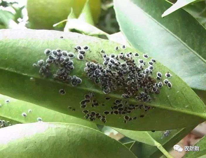 粉虱 蛤壳虫等刺吸式害虫难以防治的3个原因