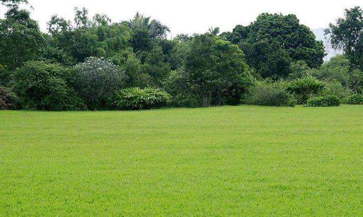 为什么草坪除草剂不是万能的