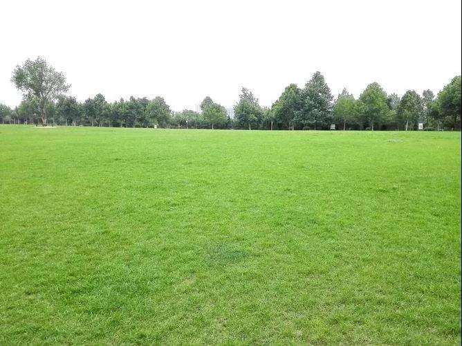 草坪除杂草怎么选择最佳施药时间的5个方法