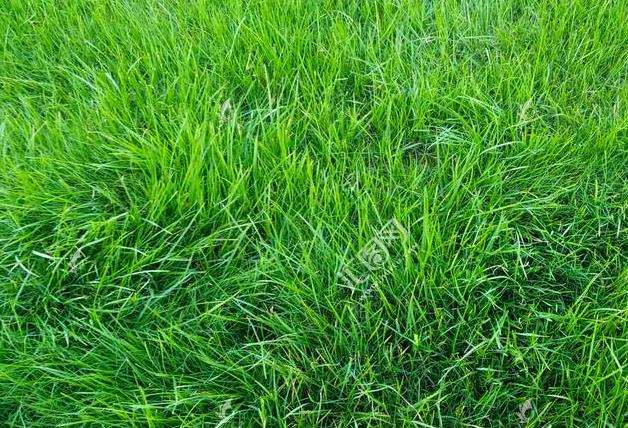 为什么草坪拔草 却越拔越茂盛的3个原因
