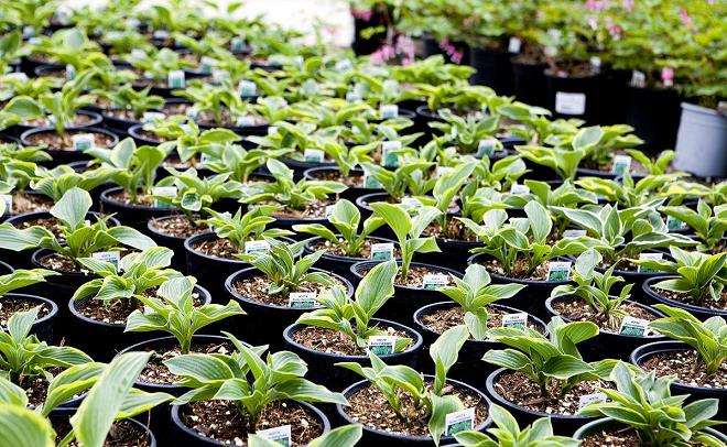 怎么通过正规渠道反映北京苗圃问题