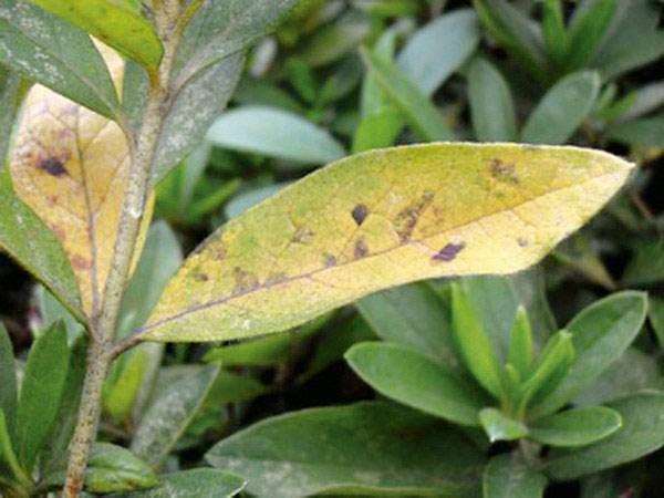 园林根部病害 预防和前期治疗是关键