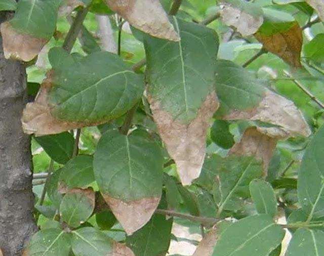 园林中常见的枝干病害怎么防治的3个方法