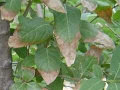 园林中常见的枝干病害怎么防治的3个方法