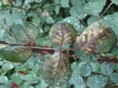 园林植物中常见的叶部病害怎么防治的方法