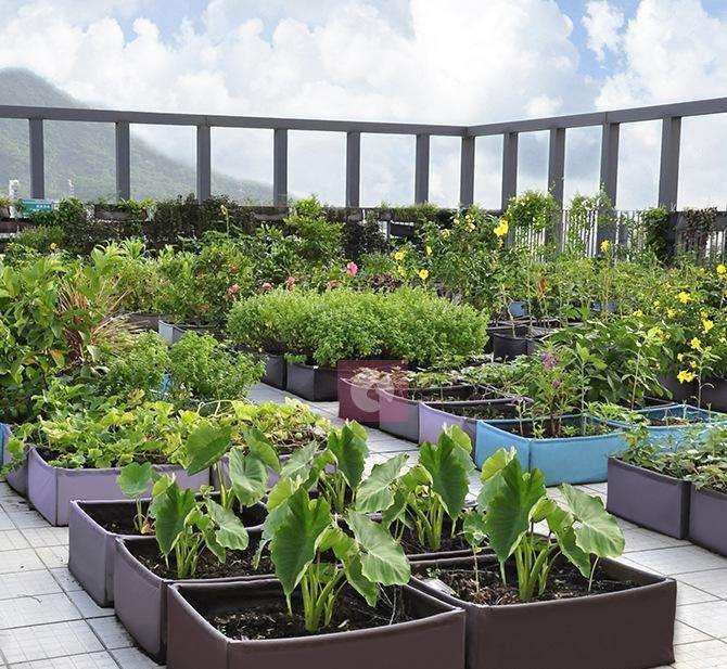 2020年 京东园艺工具成交额同比增长