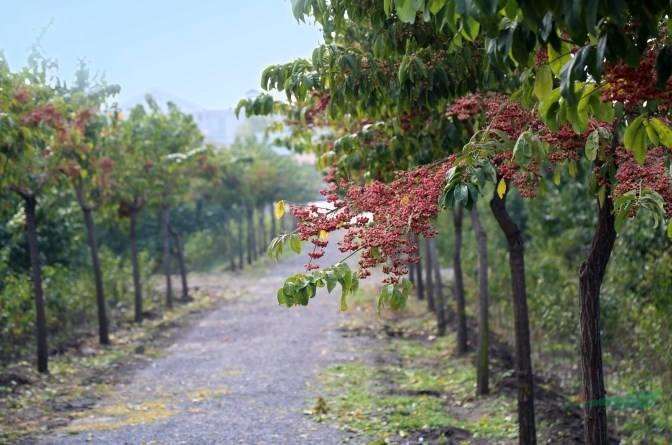 黄河流域什么树种市场需求量大