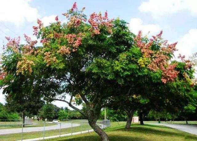 黄河流域什么树种市场需求量大