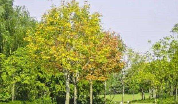 黄河流域什么树种市场需求量大