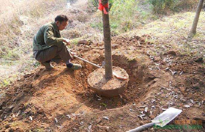 苗木移植后怎么种植保温的3个方法