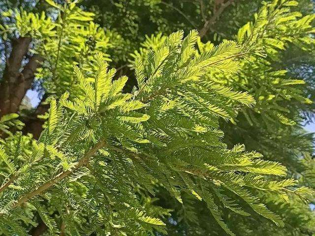 为什么中山杉是黄河大堤内外的绿色卫士