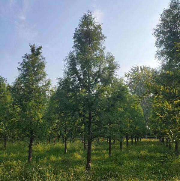 为什么中山杉在黄河流域应用前景不错