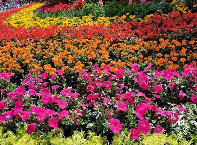 时令花卉种植及养护中的4个问题