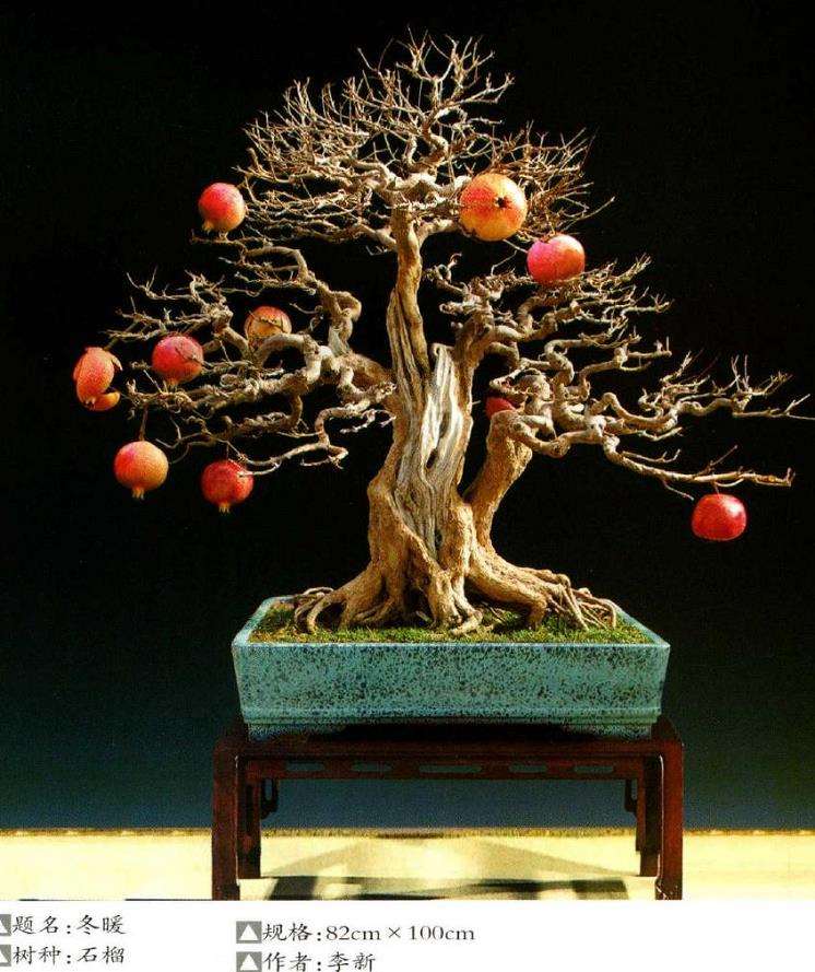 我在盆景制作上摸爬滚打21年 图片