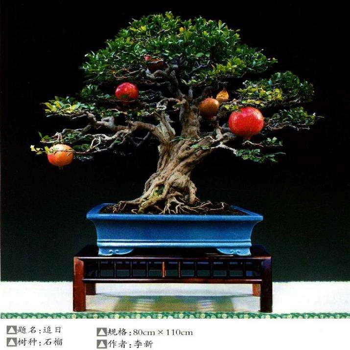 我在盆景制作上摸爬滚打21年 图片