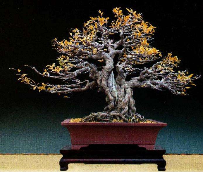 我在盆景制作上摸爬滚打21年 图片