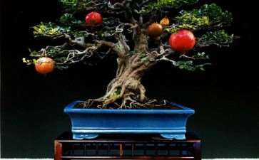 我在盆景制作上摸爬滚打21年 图片