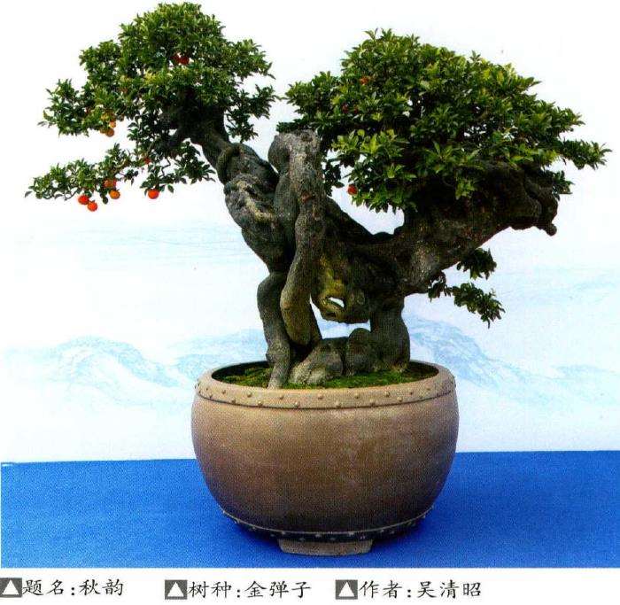 重庆永川第二届盆景艺术展成功举办