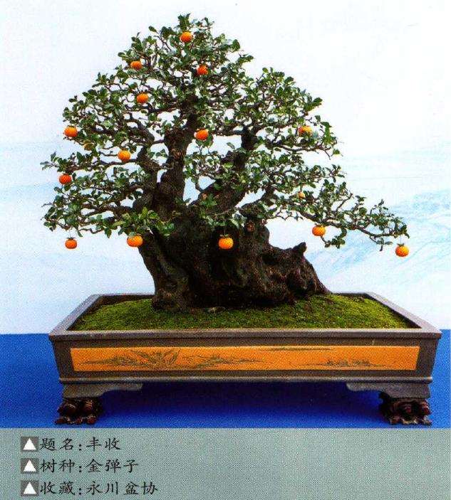 重庆永川第二届盆景艺术展成功举办