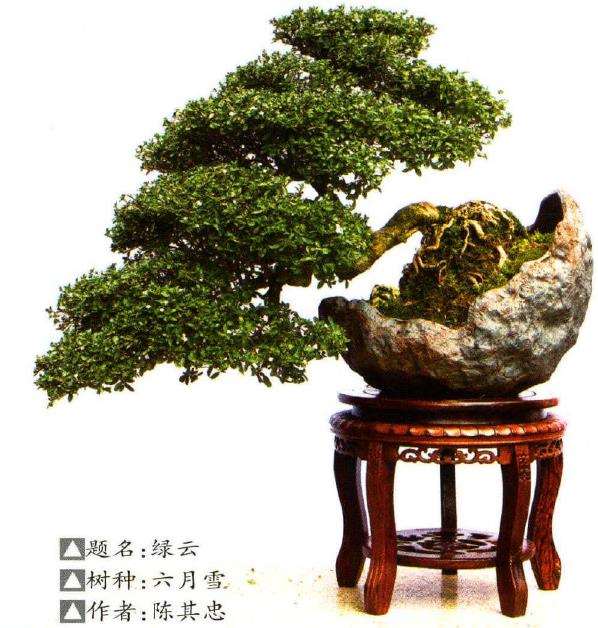 重庆永川第二届盆景艺术展成功举办