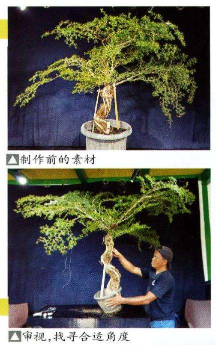 2021国际盆景艺术节活动图片