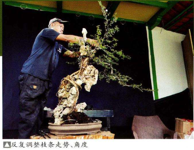 2021国际盆景艺术节活动图片