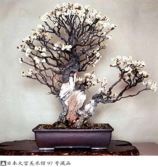 梅花盆景怎么养护的4个方法 图片