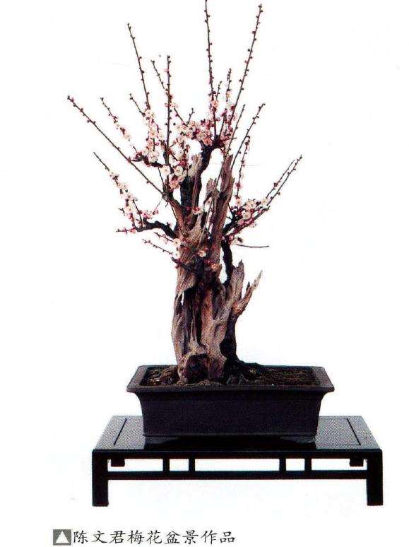 梅花盆景怎么养护的4个方法 图片