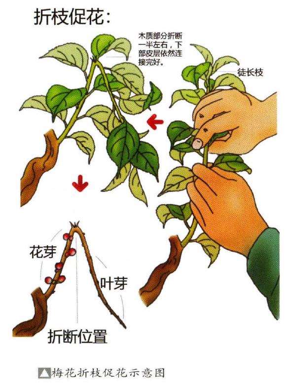 修剪梅花盆景对开花有3个影响 图片