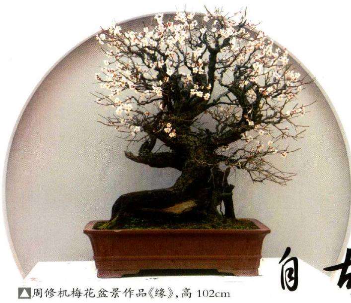 梅花盆景怎么促进多开花的2个方法