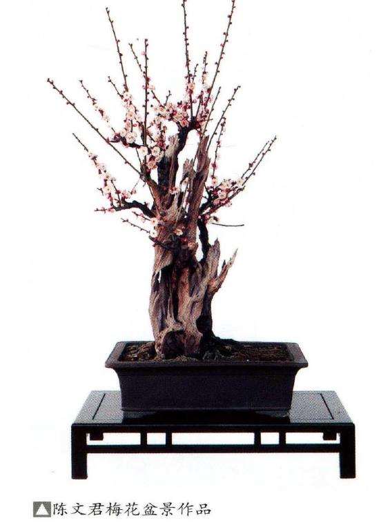 梅花盆景的3个树性特点