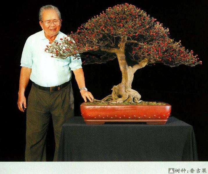 越南盆景艺术家 thanh tam 图片