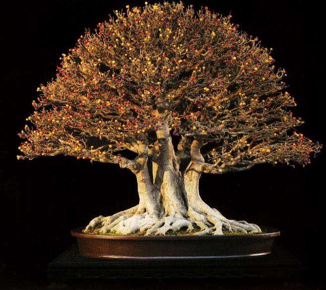 越南盆景艺术家 thanh tam 图片