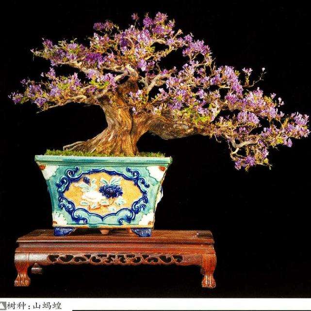 越南盆景艺术家 thanh tam 图片