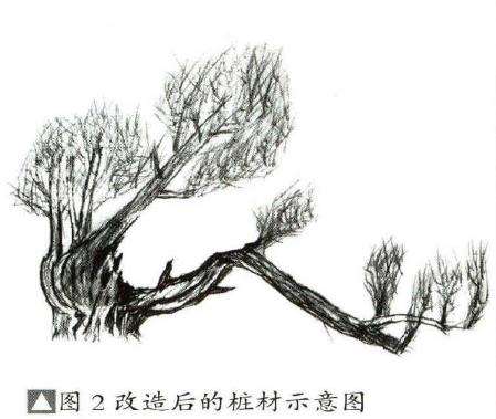 图解 刺柏盆景素材怎么创作的8个过程